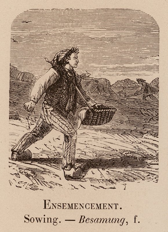 Illustrativt ordforråd: Såning; Såning; Besamung (gravering) af European School