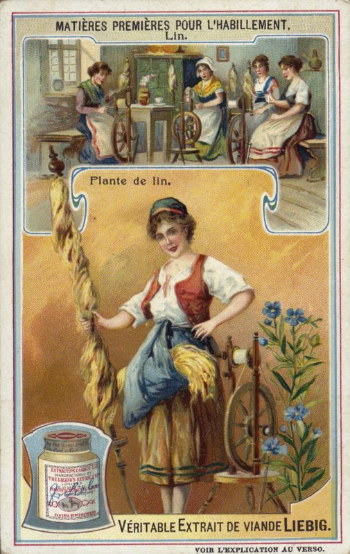 Linen: flax plant  af European School