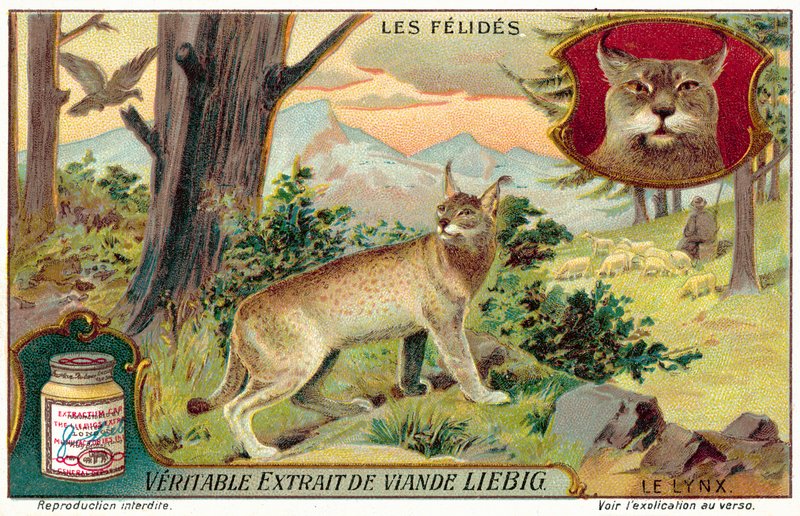 Lynx (chromolitho) af European School