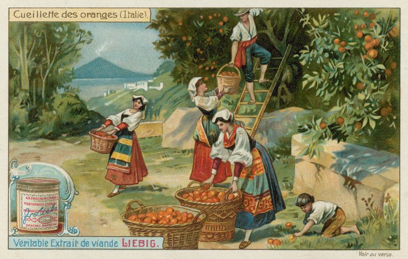 Appelsinhøst i Italien af European School