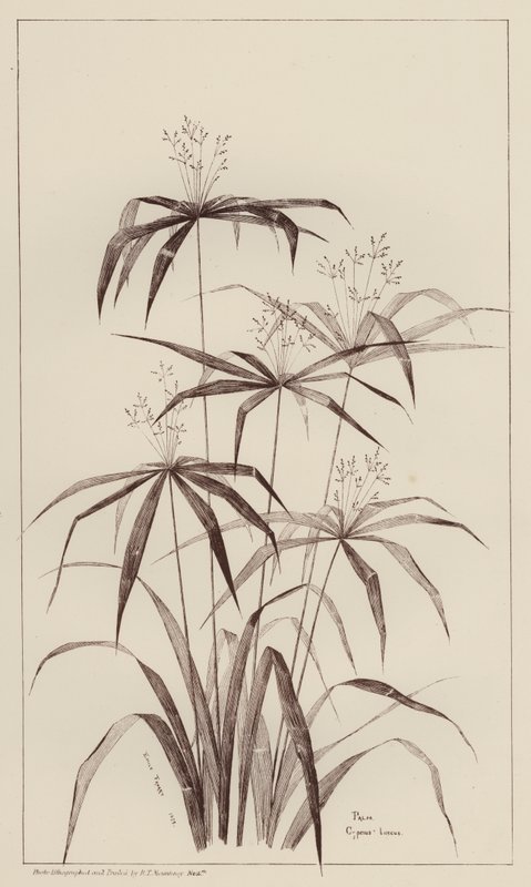 Palme Cyperus Luscus (litho) af European School