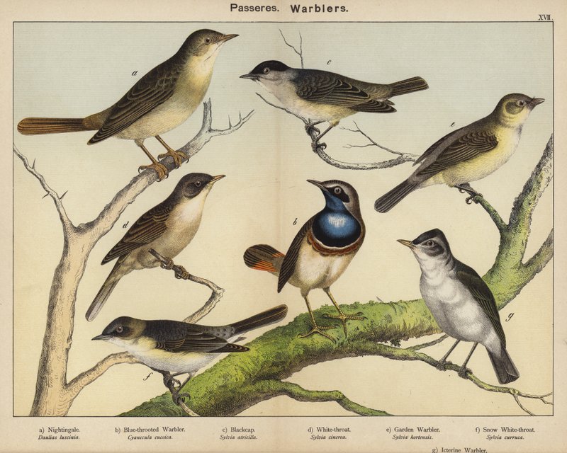 Passeres, Warblers af European School