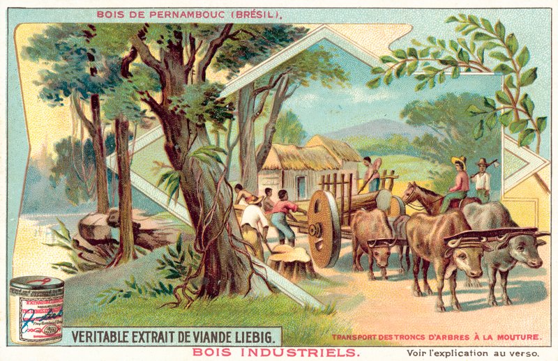 Pernambuco træ (chromolitho) af European School