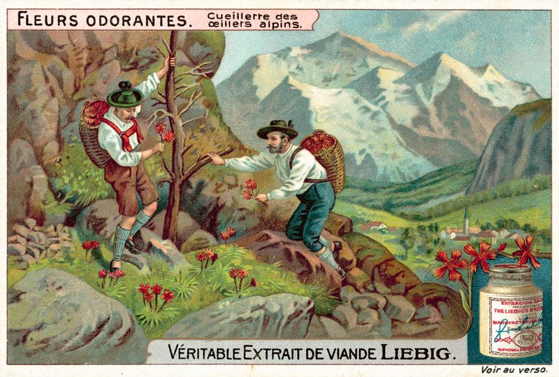 Pluk alpine dianthus (chromolitho) af European School