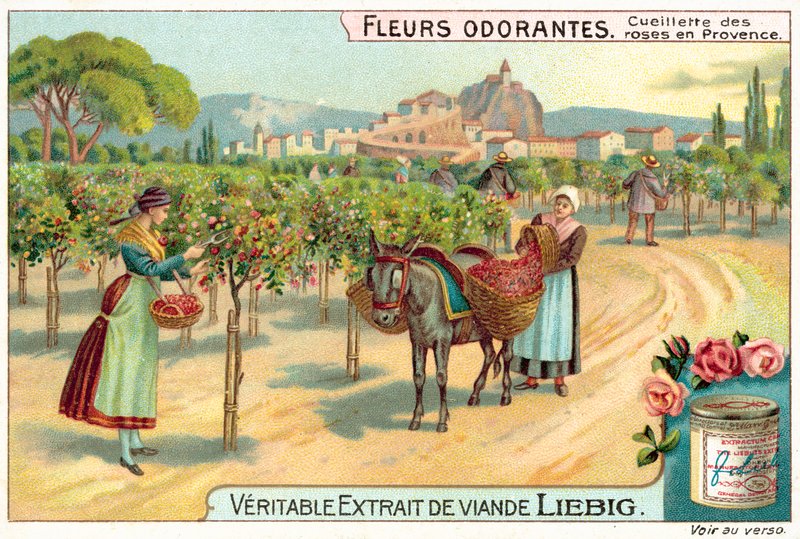 Plukke roser i Provence (chromolitho) af European School