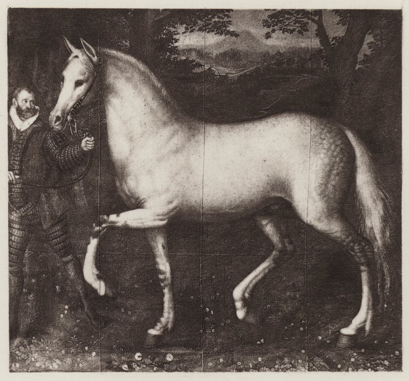 Dronning Elizabeths hest (litho) af European School