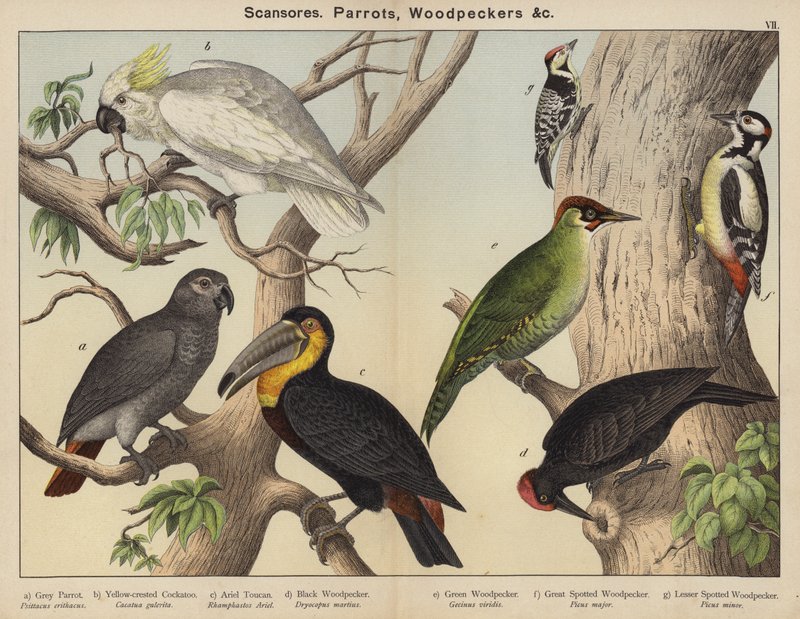 Scansores, Parrots, Woodpeckersdani af European School