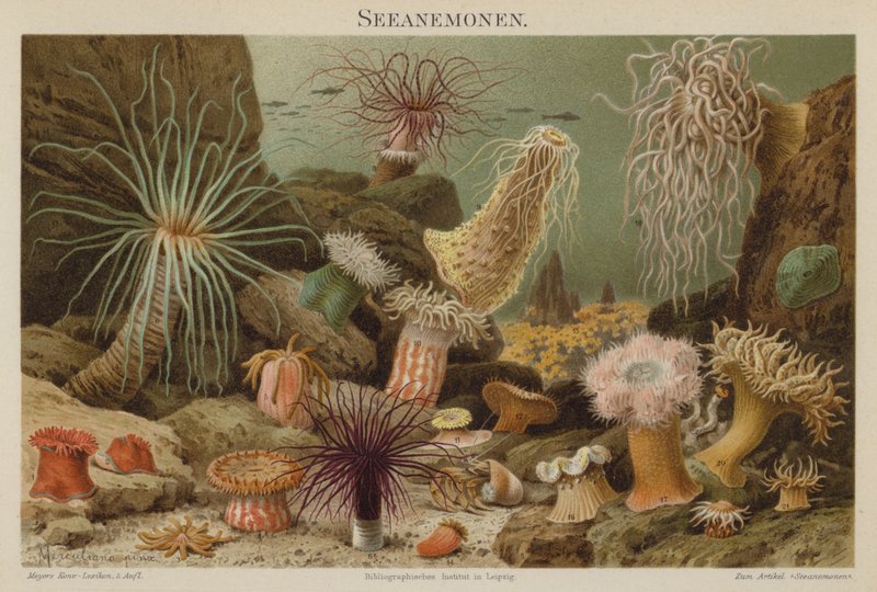 Søanemoner af European School