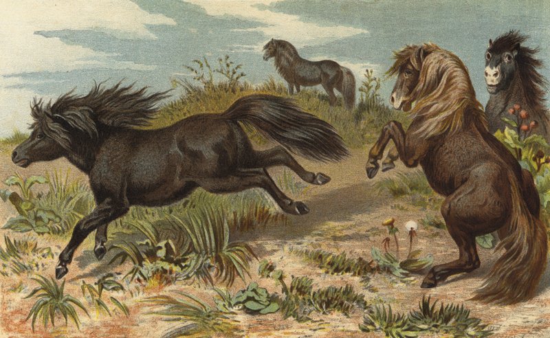 Shetlandspony af European School
