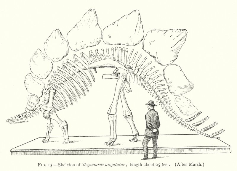 Skelet af Stegosaurus ungulatus (litho) af European School