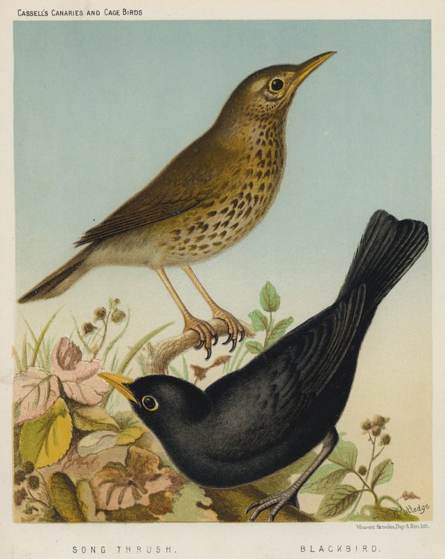 Sangdrossel, Blackbird (farve litho) af European School