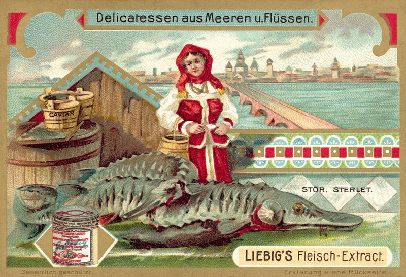 Stør (chromolitho) af European School