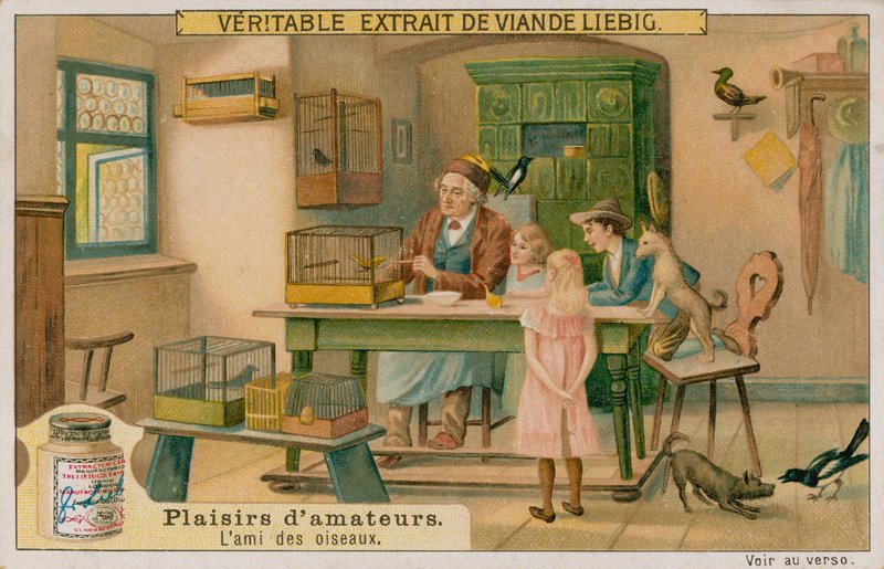 Amatørfugleelskeren af European School