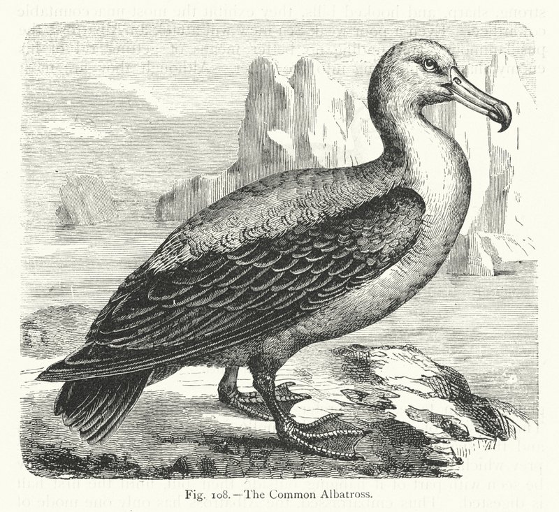Albatros (gravering) af European School