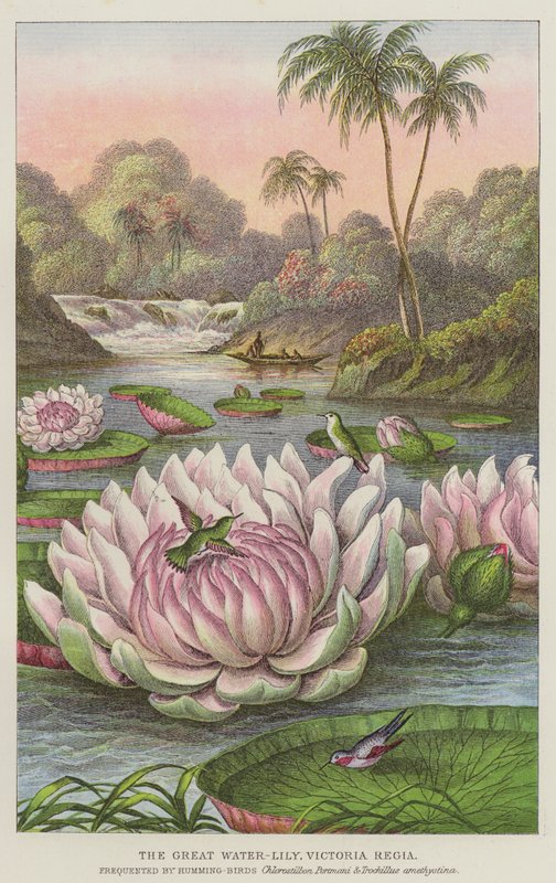 The Great Water-Lily, Victoria Regia (gravering) af European School