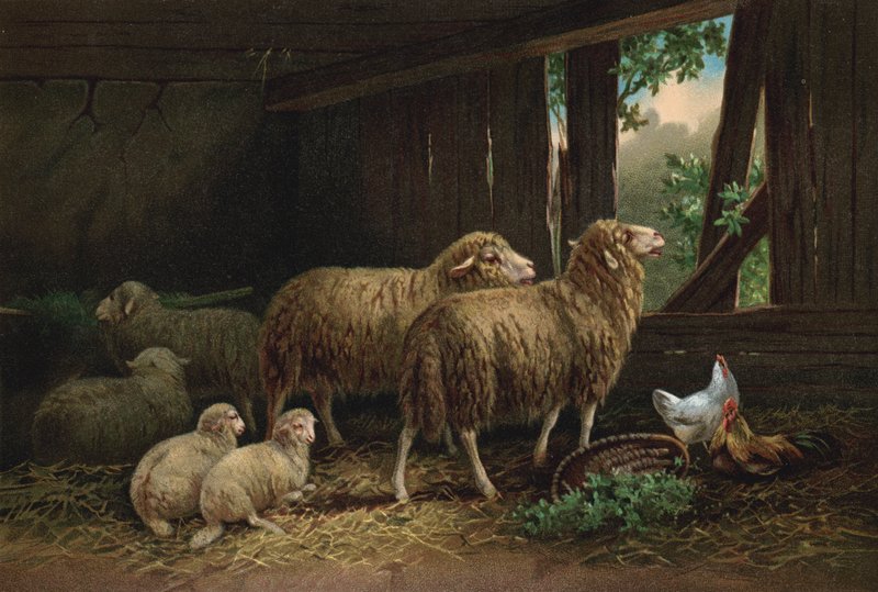 Fårefolden (chromolitho) af European School