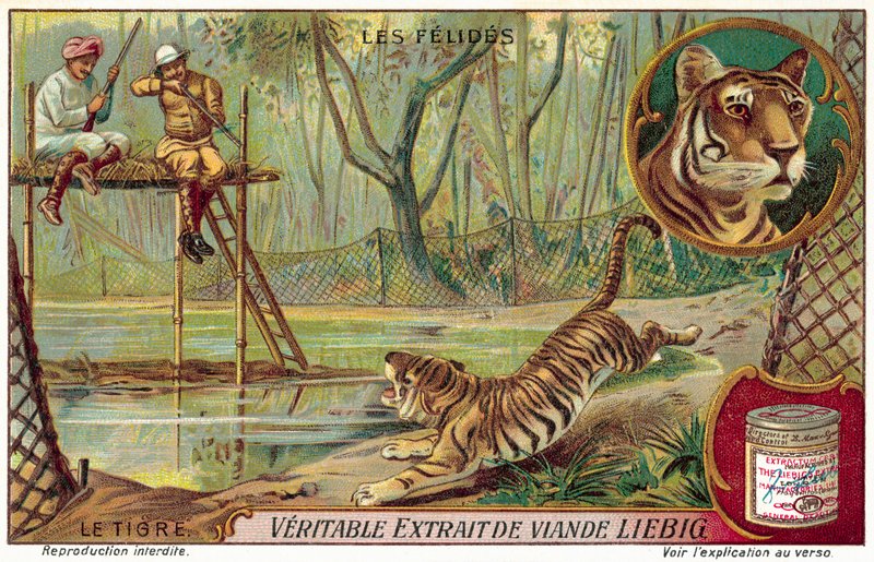 Tiger (chromolitho) af European School