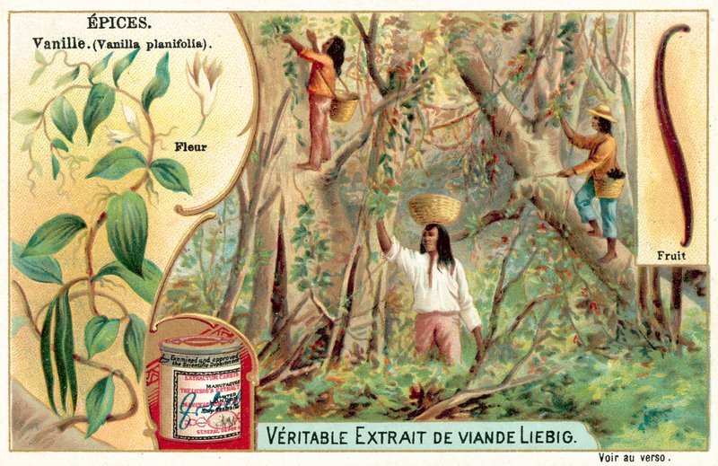 Vanilje (chromolitho) af European School