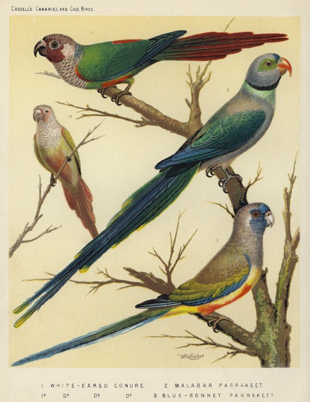White-Eared Conure, Malabar Parakit, Blue-Bonnet Parakit af European School