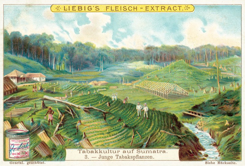 Unge tobaksplanter (chromolitho) af European School