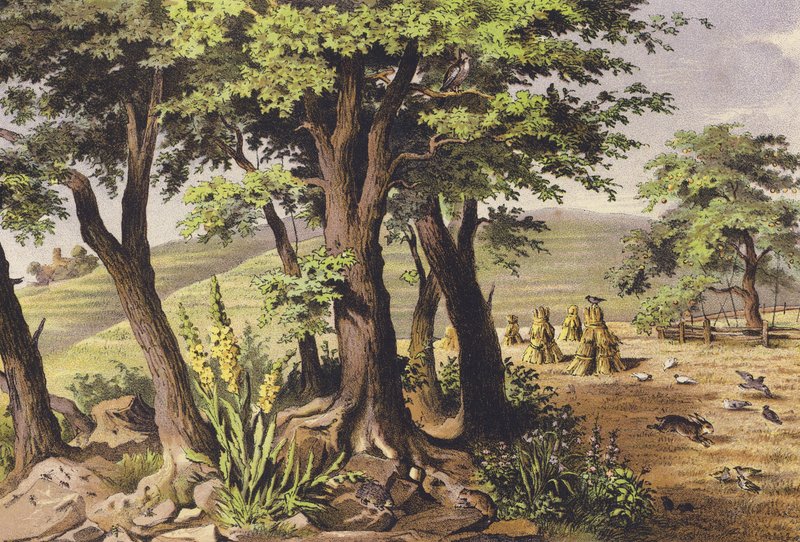 August (farvelitografi) af Ferdinand Karl Klimsch