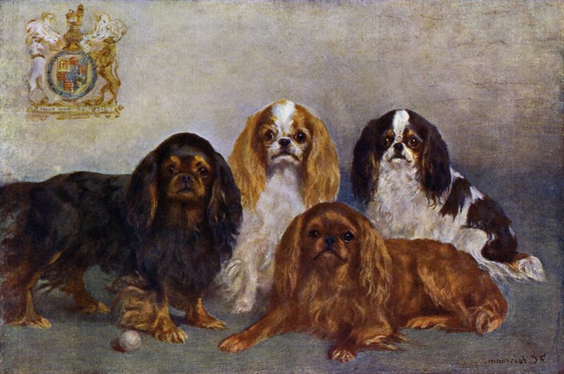 King Charles Spaniels af Frances C. Fairman