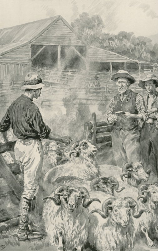 En fårestation på Canterbury Plains af Frank Dadd