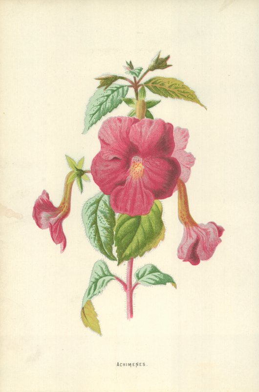 Achimenes af Frederick Edward Hulme