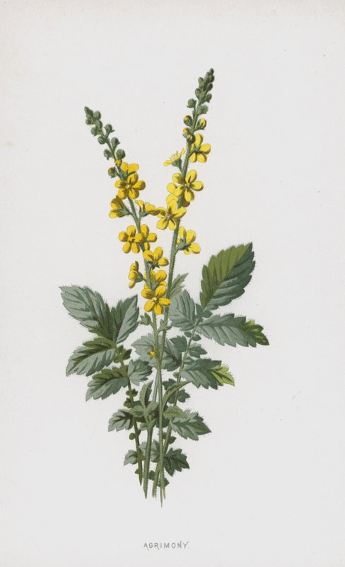 Agrimony (chromolitho) af Frederick Edward Hulme