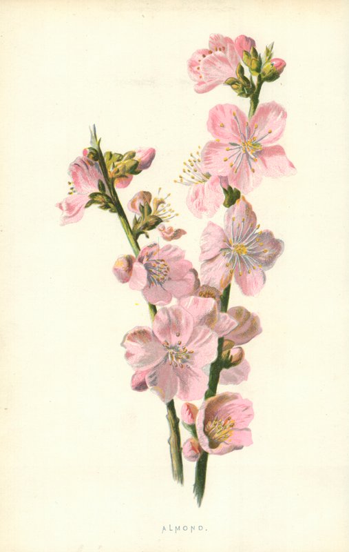 Mandel af Frederick Edward Hulme