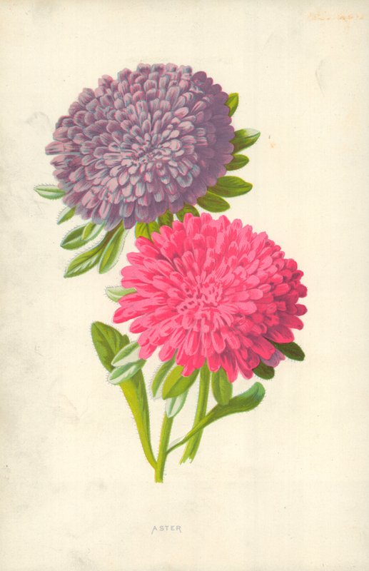Aster af Frederick Edward Hulme