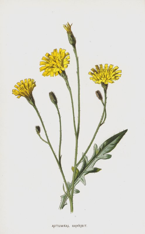 Efterårets høgeurt (chromolitho) af Frederick Edward Hulme