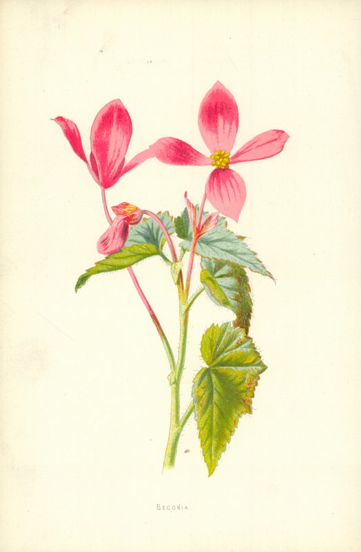 Begonia af Frederick Edward Hulme