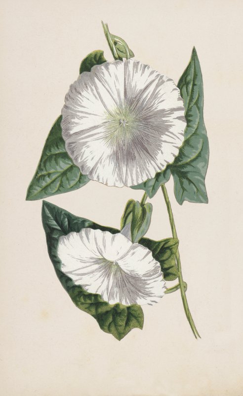 Bindweed (chromolitho) af Frederick Edward Hulme
