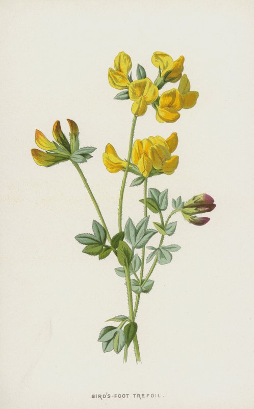 Fugle-Foot Trefoil (chromolitho) af Frederick Edward Hulme