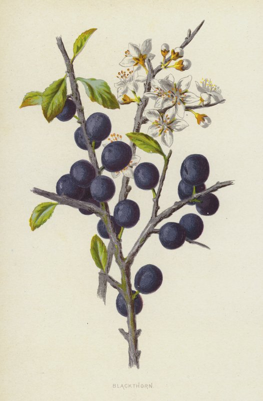Blackthorn (chromolitho) af Frederick Edward Hulme