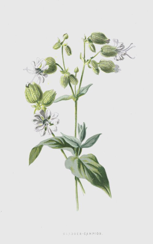 Blære-Campion (chromolitho) af Frederick Edward Hulme