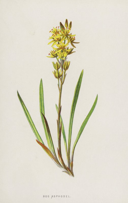 Bog Asphodel (chromolitho) af Frederick Edward Hulme