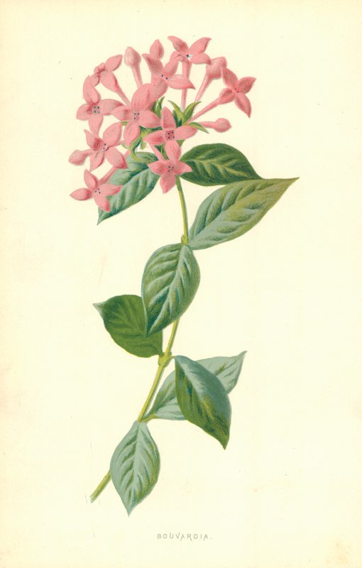 Bouvardia af Frederick Edward Hulme