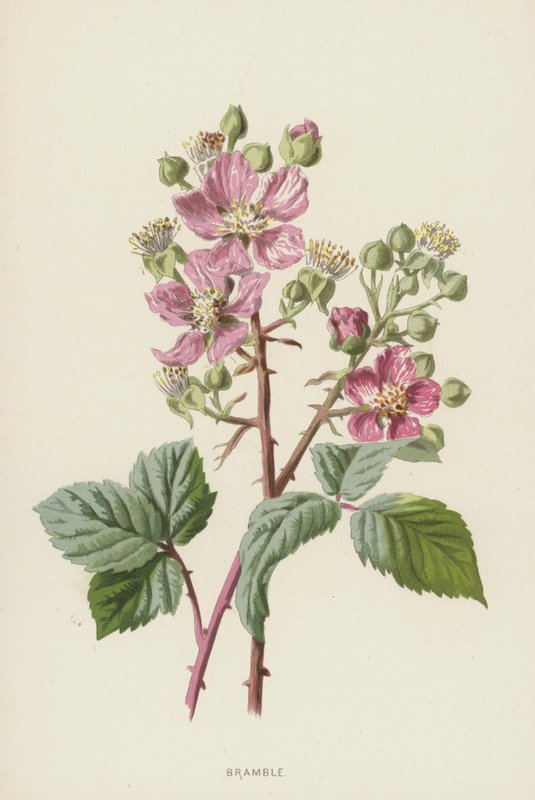 Bramble (chromolitho) af Frederick Edward Hulme