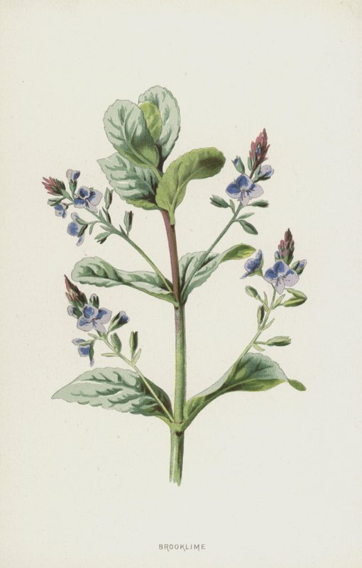 Brooklime (chromolitho) af Frederick Edward Hulme