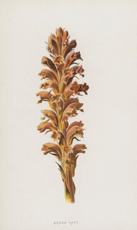 Gyvelraps (chromolitho) af Frederick Edward Hulme
