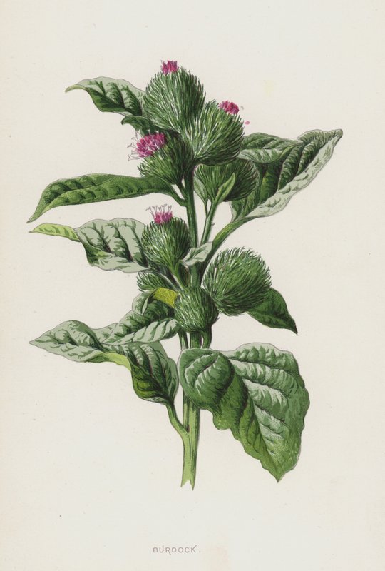 Burre (chromolitho) af Frederick Edward Hulme