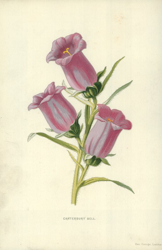 Canterbury Bell af Frederick Edward Hulme