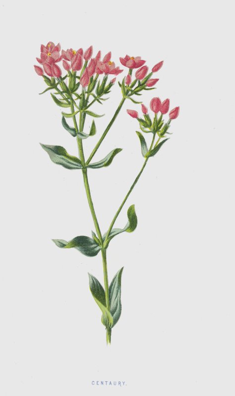 Centaury (chromolitho) af Frederick Edward Hulme