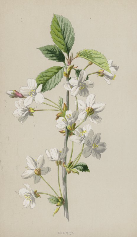 Kirsebær (chromolitho) af Frederick Edward Hulme
