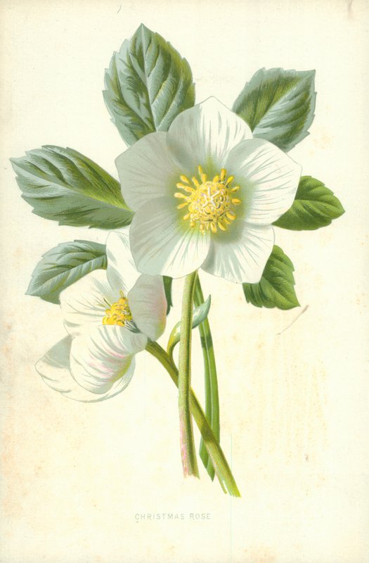 Julerose af Frederick Edward Hulme