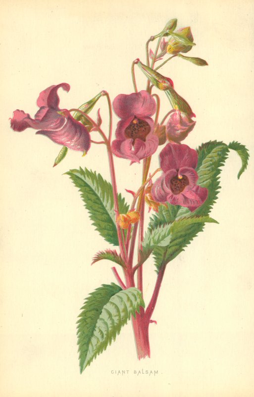 Ciant Balsam af Frederick Edward Hulme