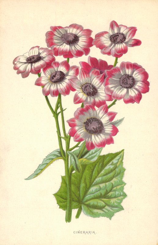 Cineraria af Frederick Edward Hulme