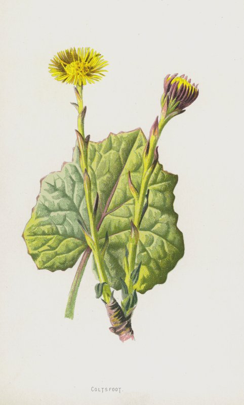 Følfod (chromolitho) af Frederick Edward Hulme